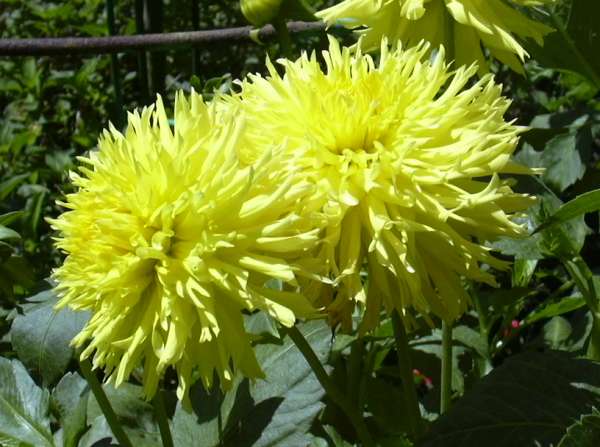 LOS ANGELES GARDENING FLOWER IN CONTAINER - Beautiful Flowers