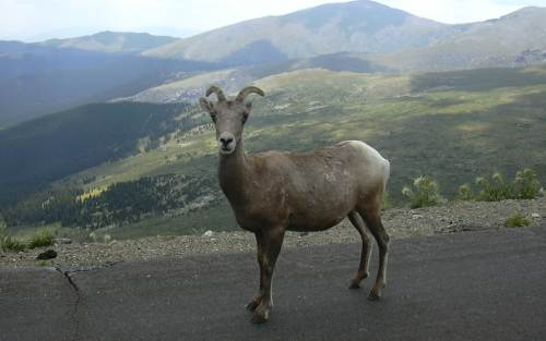 2003-0816-denver-mt-evans-goat-on-way-up.jpg