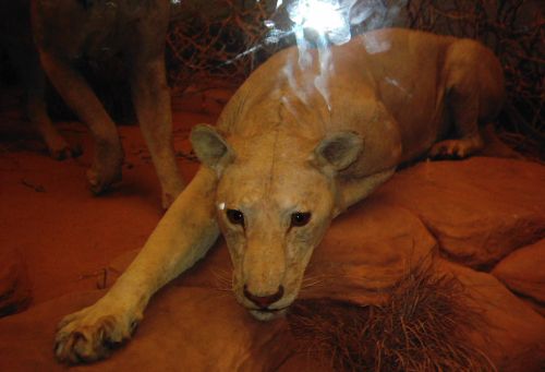 2005-0814-tsavo-lion.jpg