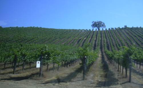 2003-0812-grapevines-in-calistoga-ca.jpg