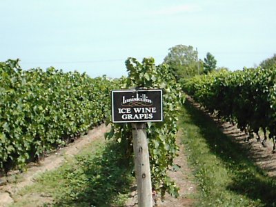 2005-0818-inniskill-ice-wine.jpg