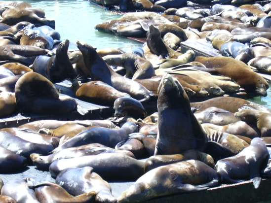 2003-0812-fishermans-wharf-sealions-3-san-francisco.jpg