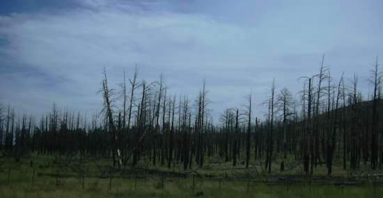 2003-0806-towards-grand-canyon-fire-trees.jpg
