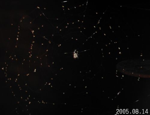 2005-0814-pentwater-spider.jpg
