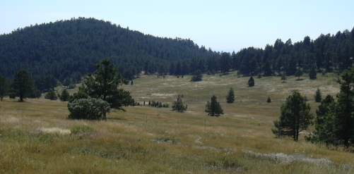 2003-0815-mt-falcon-park-denver-meadow-2.jpg